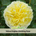 30 Rare Seeds| Graham Thomas English Climbing Rose Seeds #1024