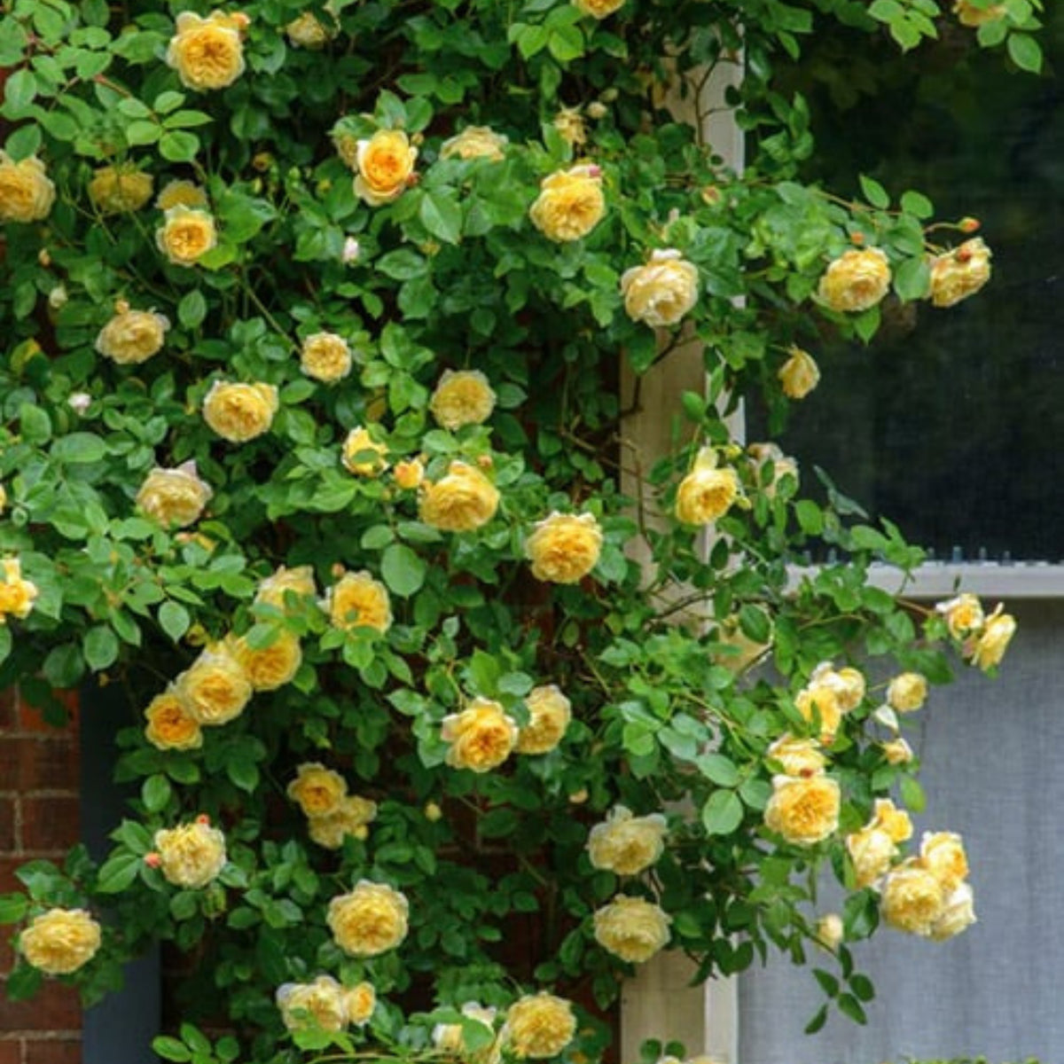Graham Thomas English Climbing Rose Seeds, 30 seeds