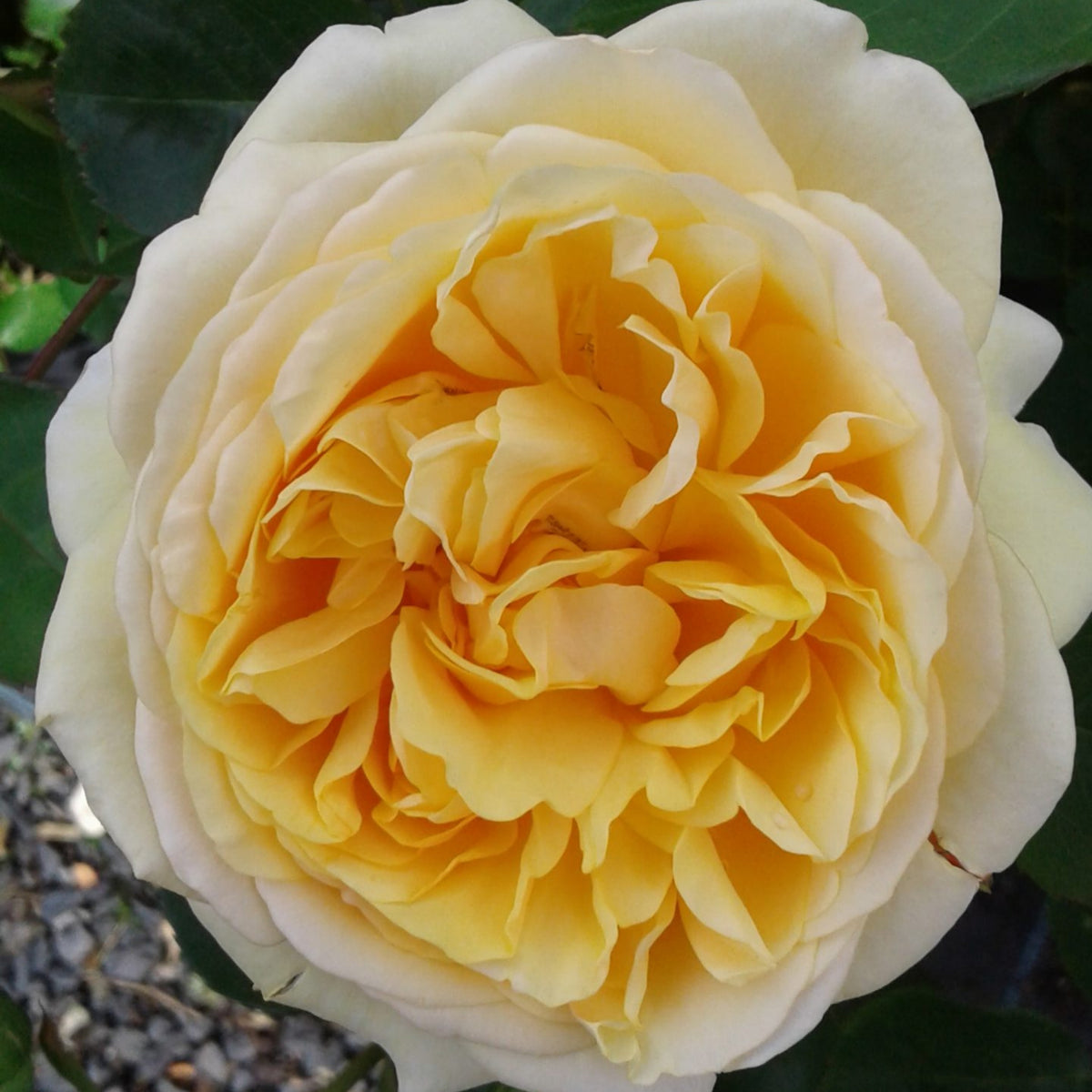 Graham Thomas English Climbing Rose Seeds, 30 seeds