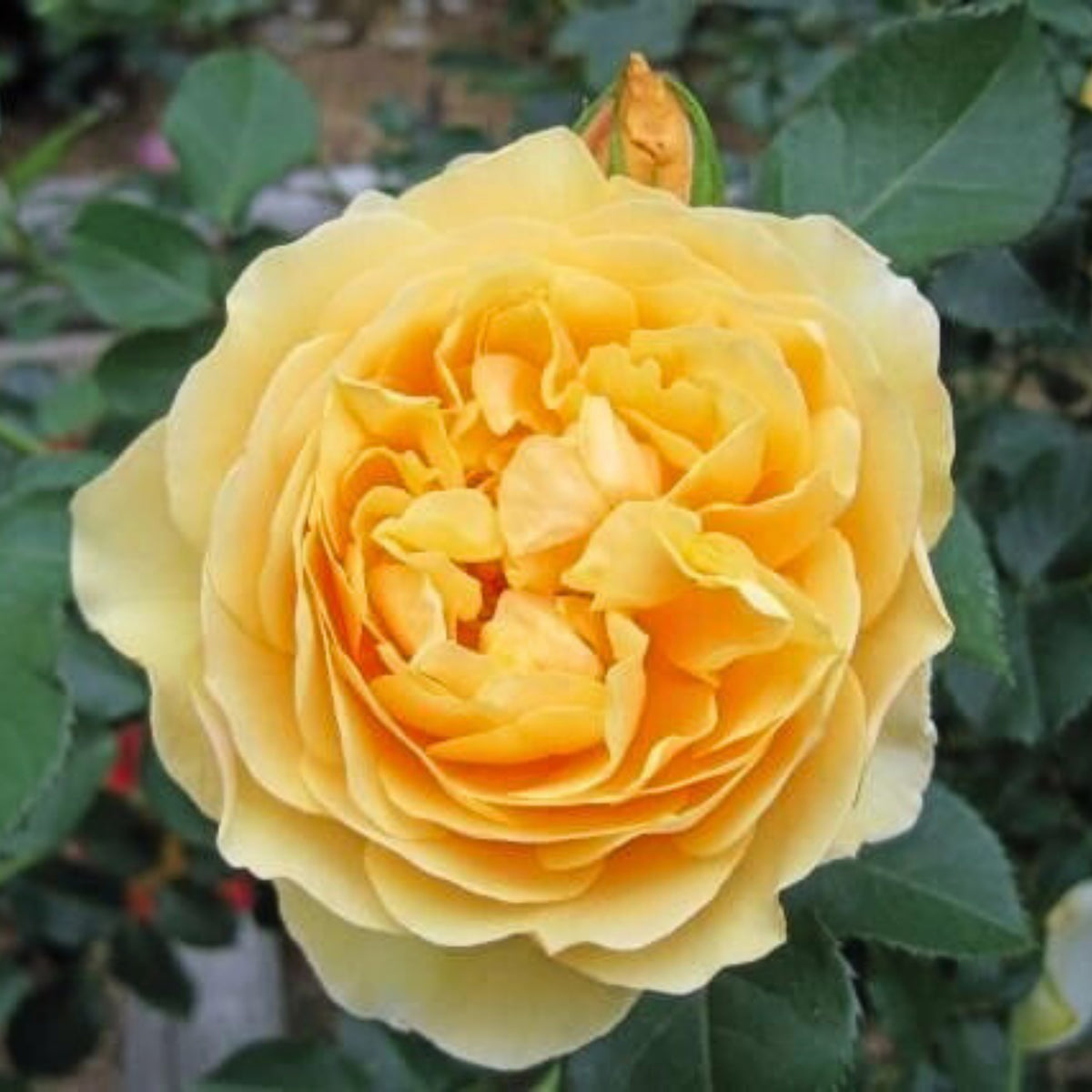 Graham Thomas English Climbing Rose Seeds, 30 seeds