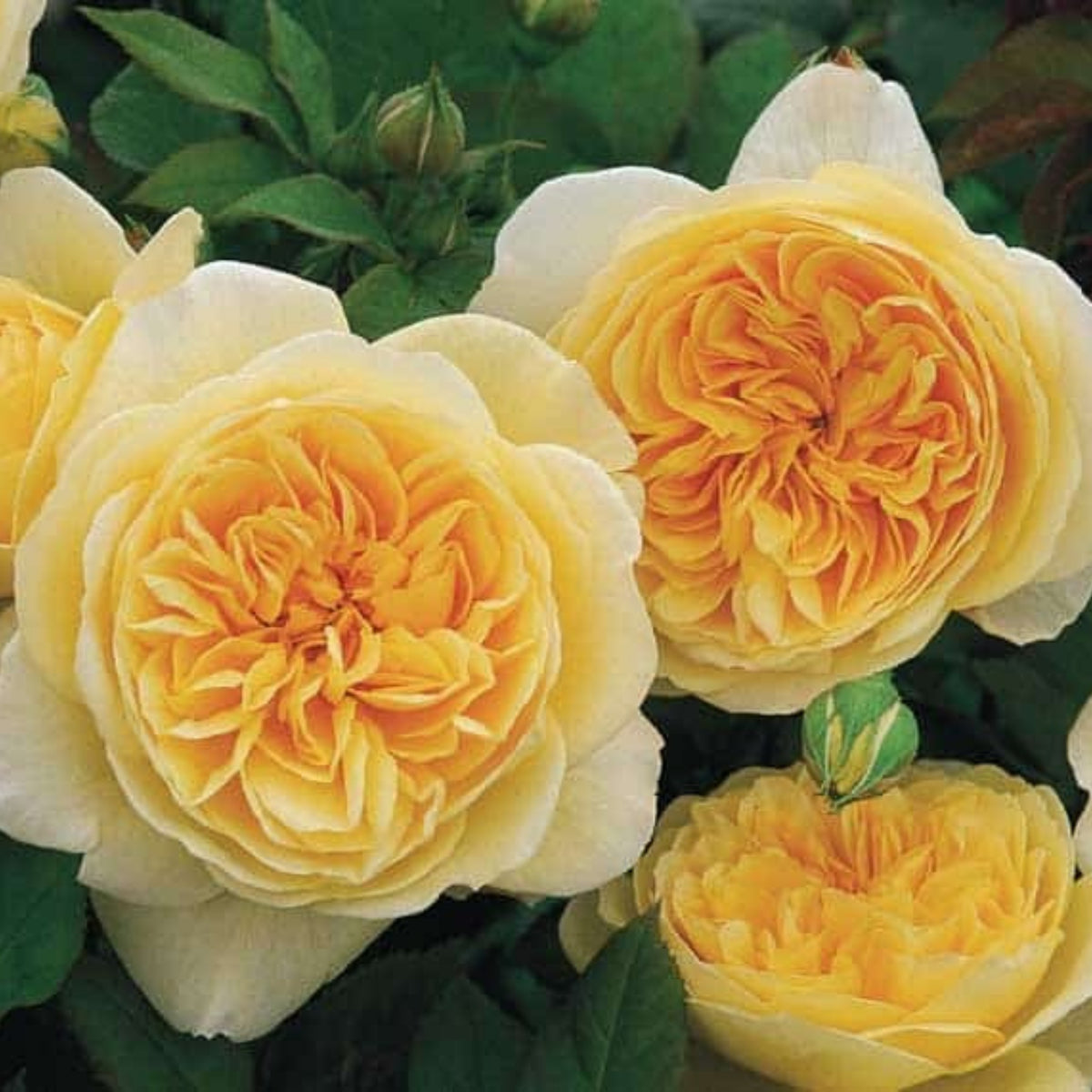 Graham Thomas English Climbing Rose Seeds, 30 seeds