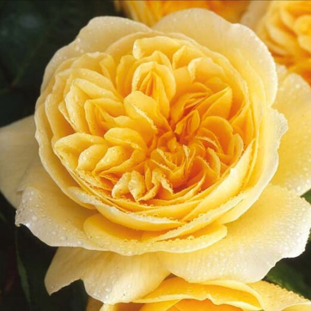 Graham Thomas English Climbing Rose Seeds, 30 seeds