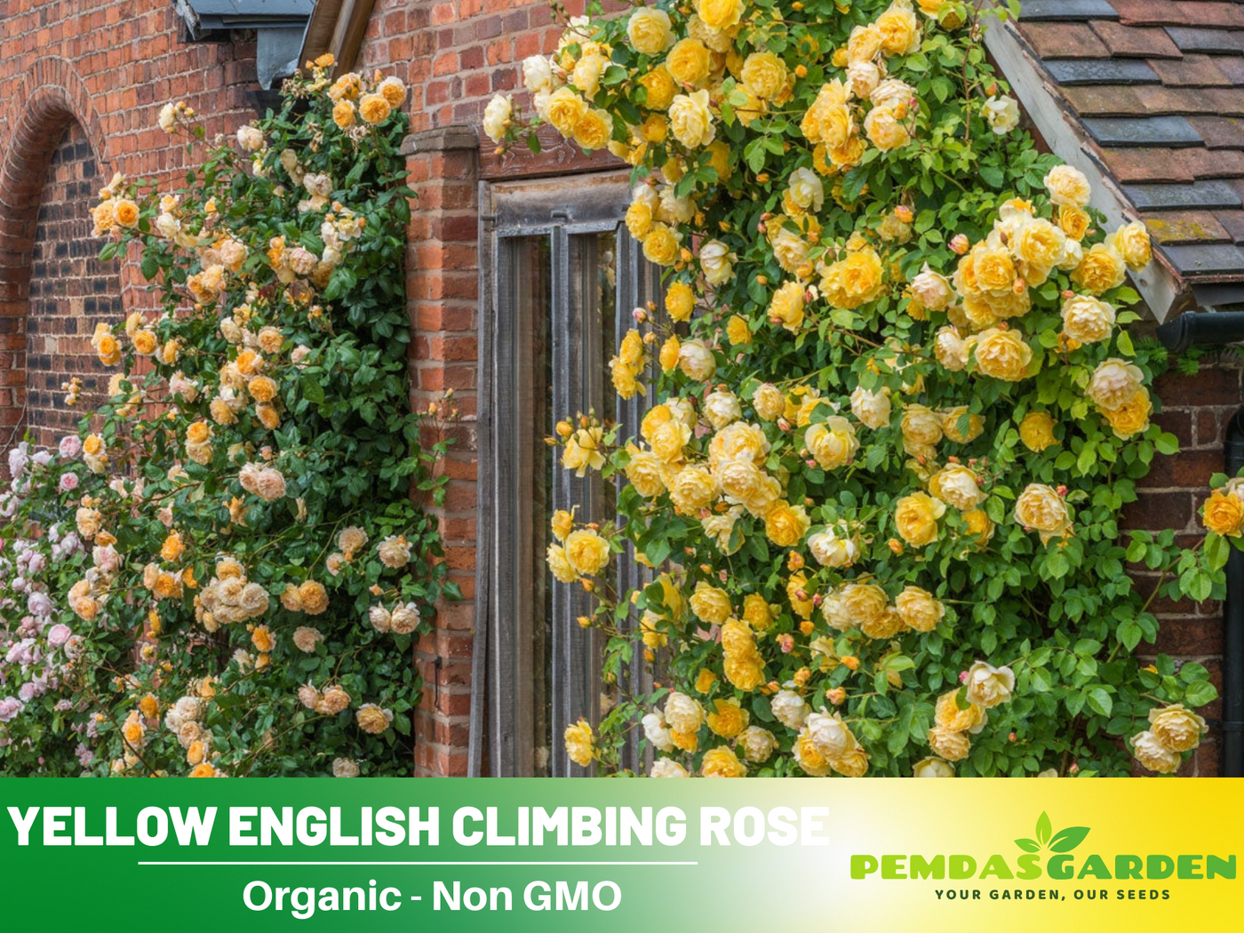 rose seeds uk 30 Rare seed-Ketchup&Mustard Rose Bush#1096-BUY 4 GET 1 FREE-Authentic Seeds-Rose seeds-Herb seeds-Vegetable Seeds-Mix Seeds for Plant- B3g1