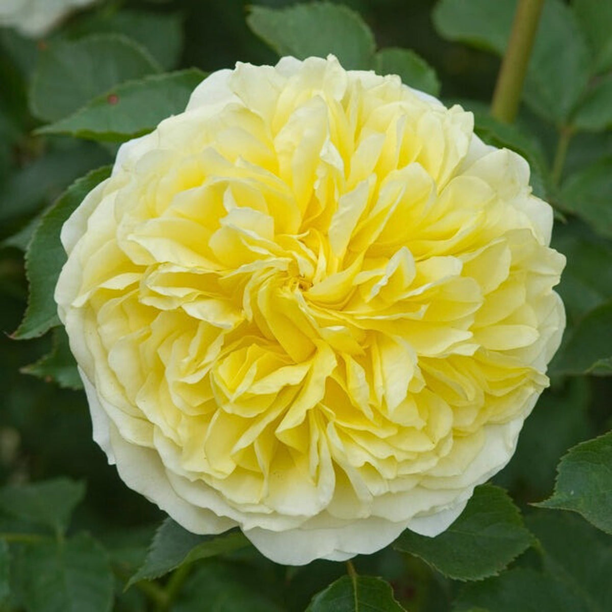 Graham Thomas English Climbing Rose Seeds, 30 seeds