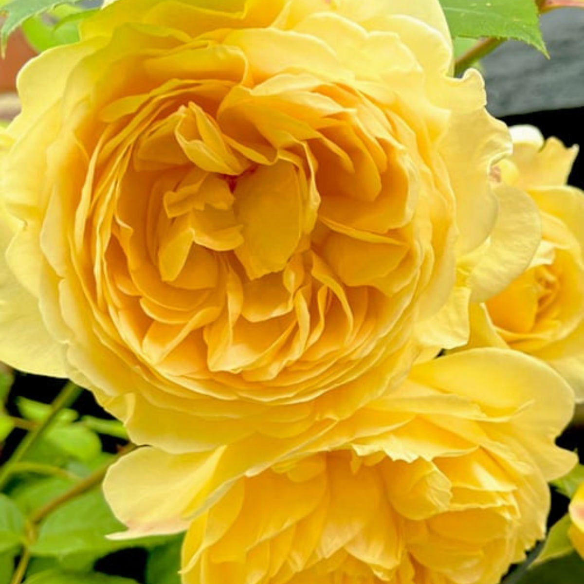 Graham Thomas English Climbing Rose Seeds, 30 seeds