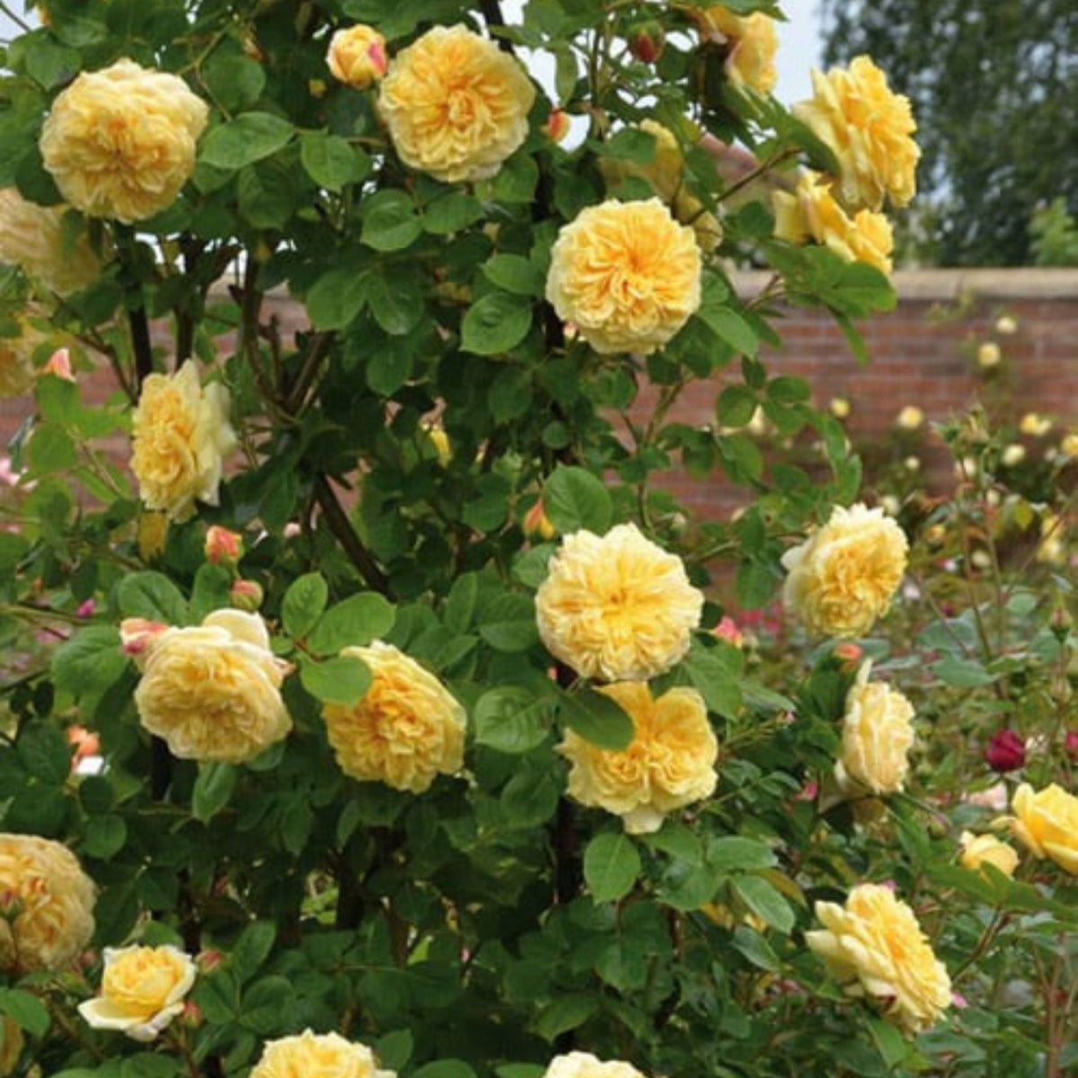Graham Thomas English Climbing Rose Seeds, 30 seeds
