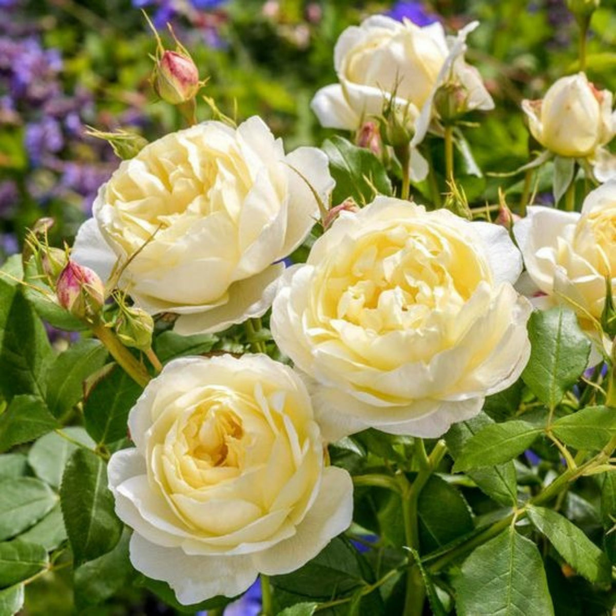 Graham Thomas English Climbing Rose Seeds, 30 seeds