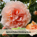 30 Rare Seeds| Polka Climbing Rose Seeds #1025