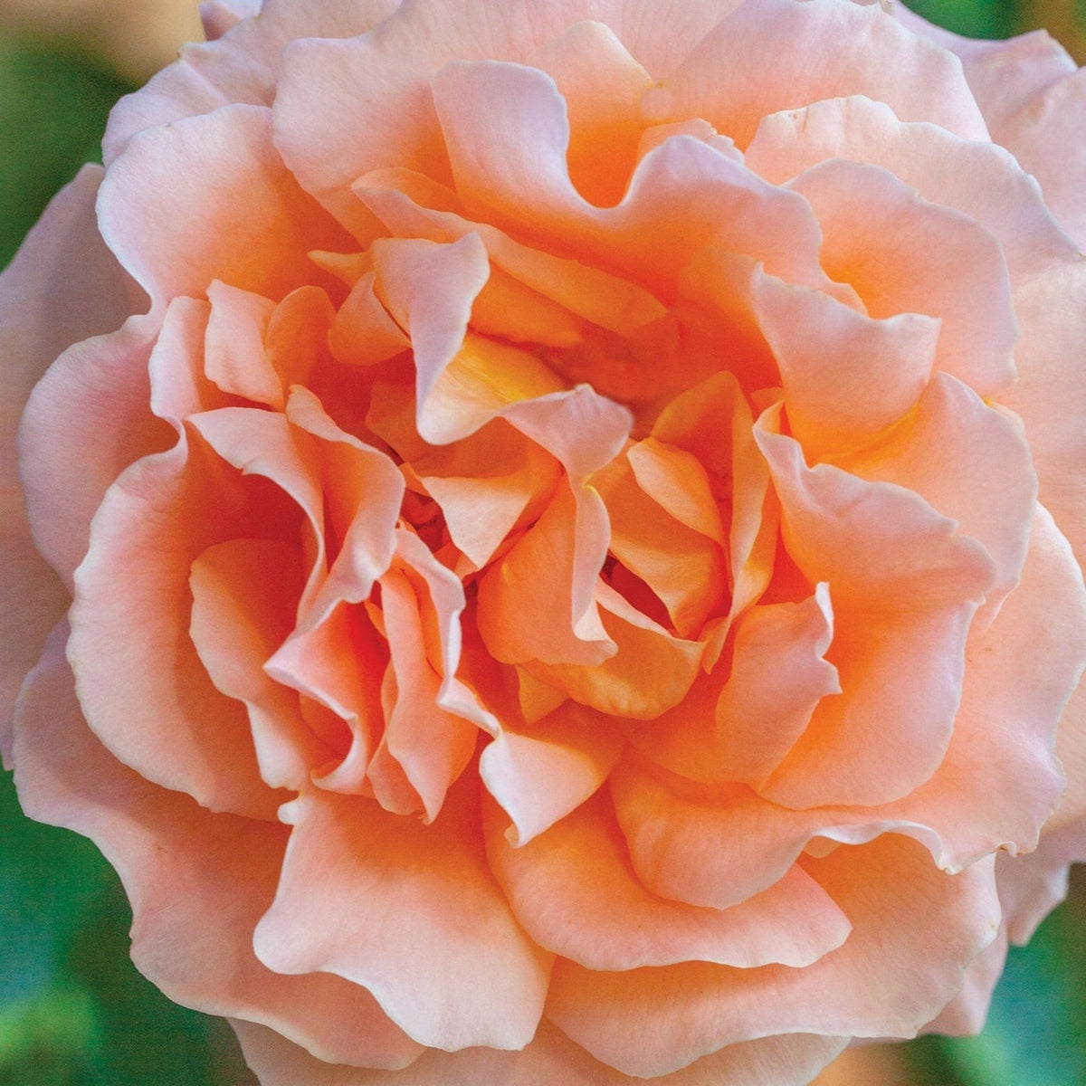 Polka Climbing Rose Seeds, 30 seeds