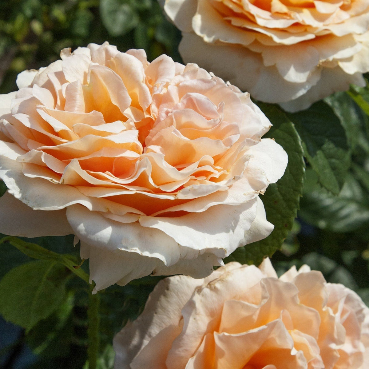 Polka Climbing Rose Seeds, 30 seeds