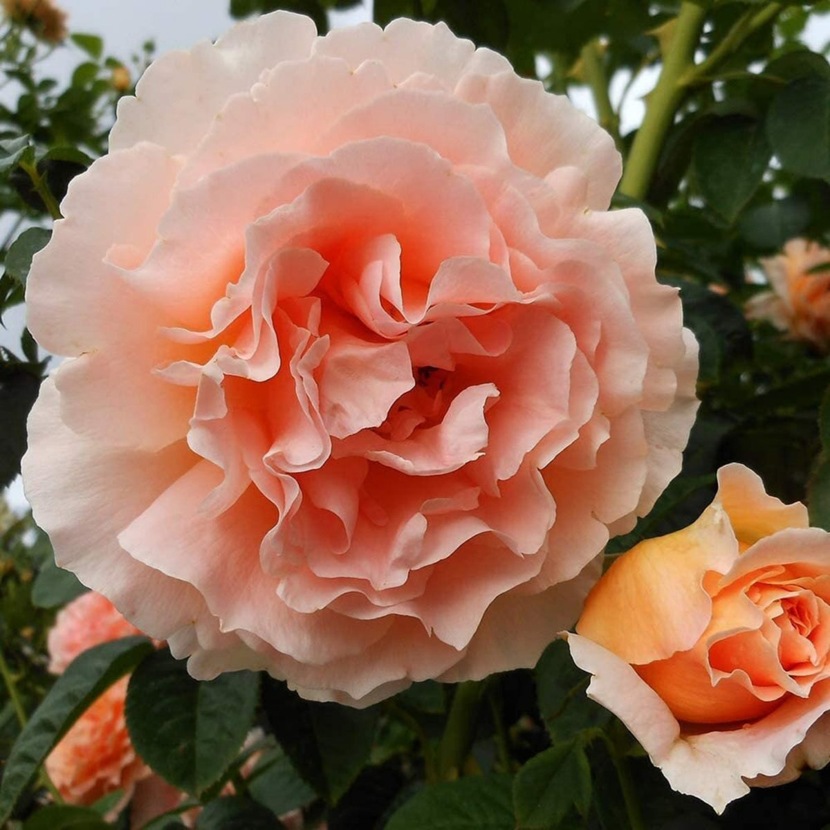 Polka Climbing Rose Seeds, 30 seeds