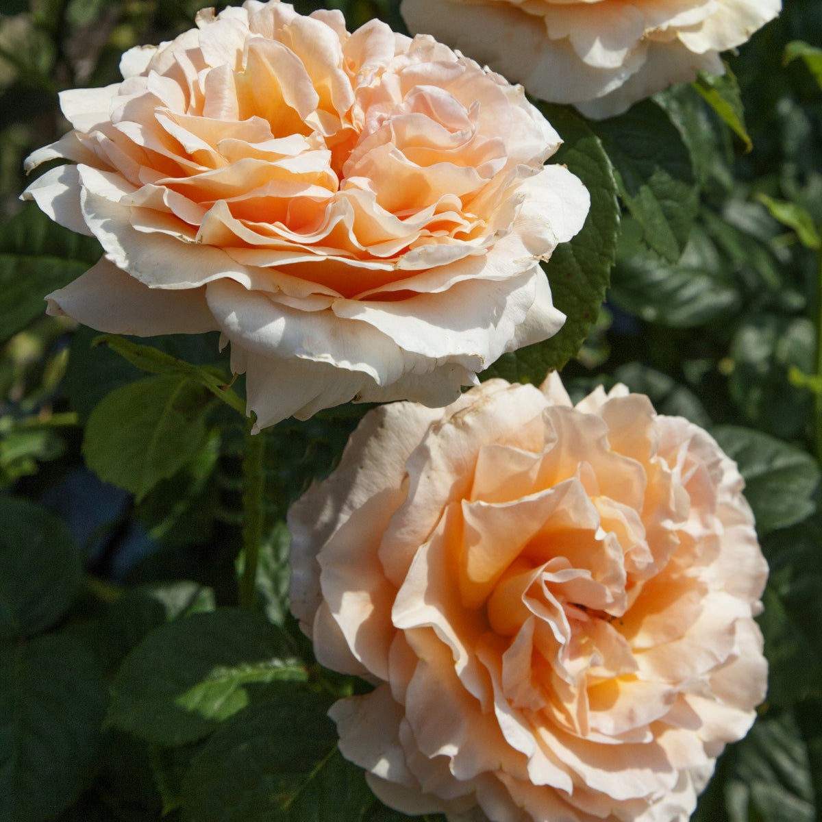 Polka Climbing Rose Seeds, 30 seeds