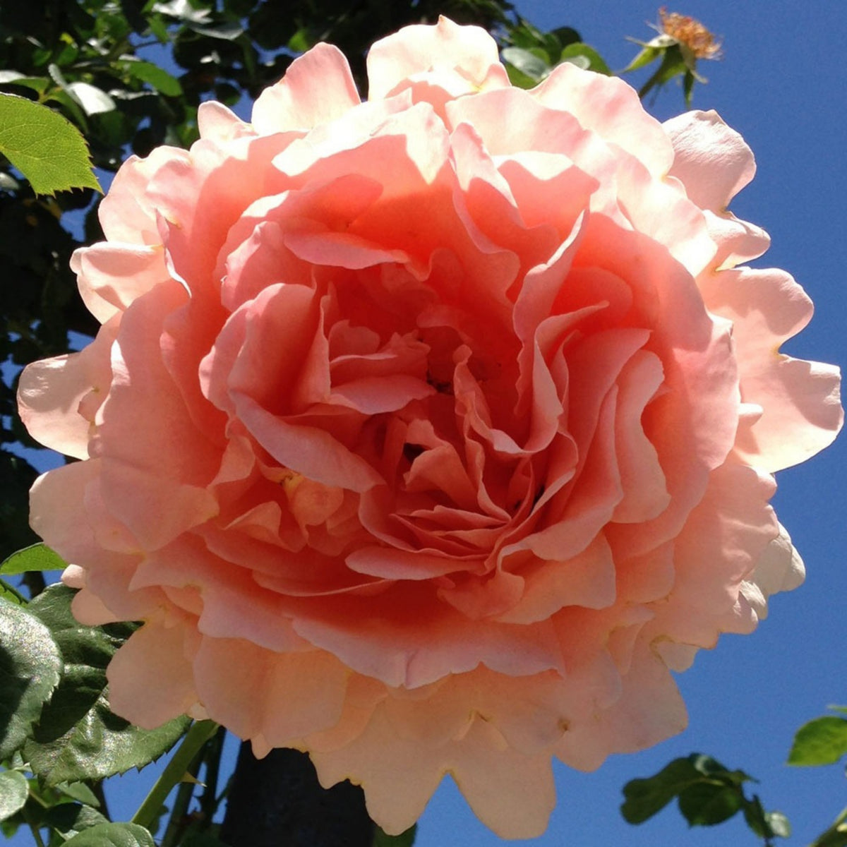 Polka Climbing Rose Seeds, 30 seeds