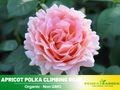 30 Rare Seeds| Polka Climbing Rose Seeds #1025