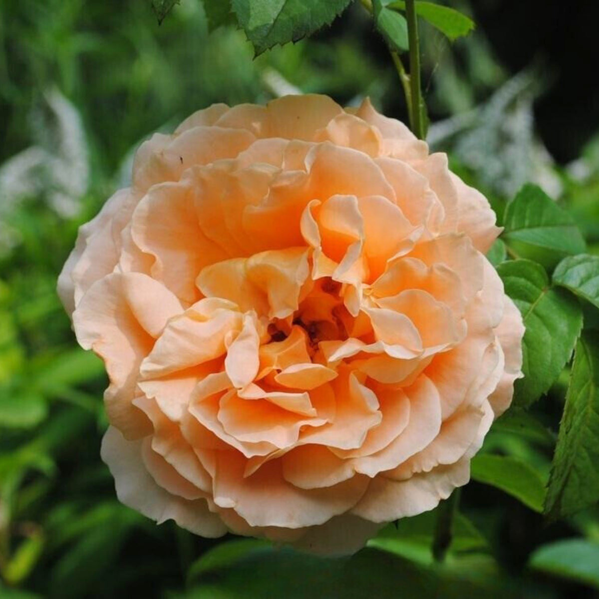 Polka Climbing Rose Seeds, 30 seeds