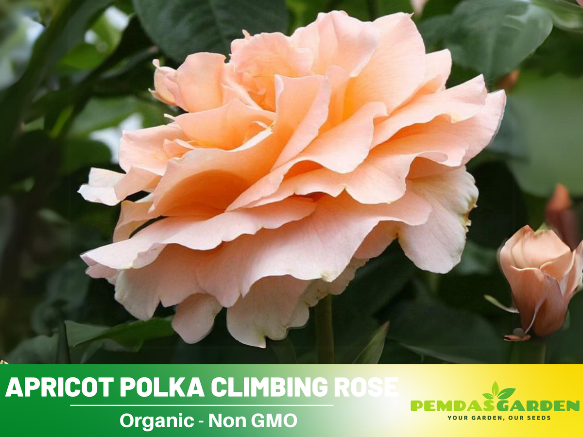 30 Rare Seeds| Polka Climbing Rose Seeds #1025