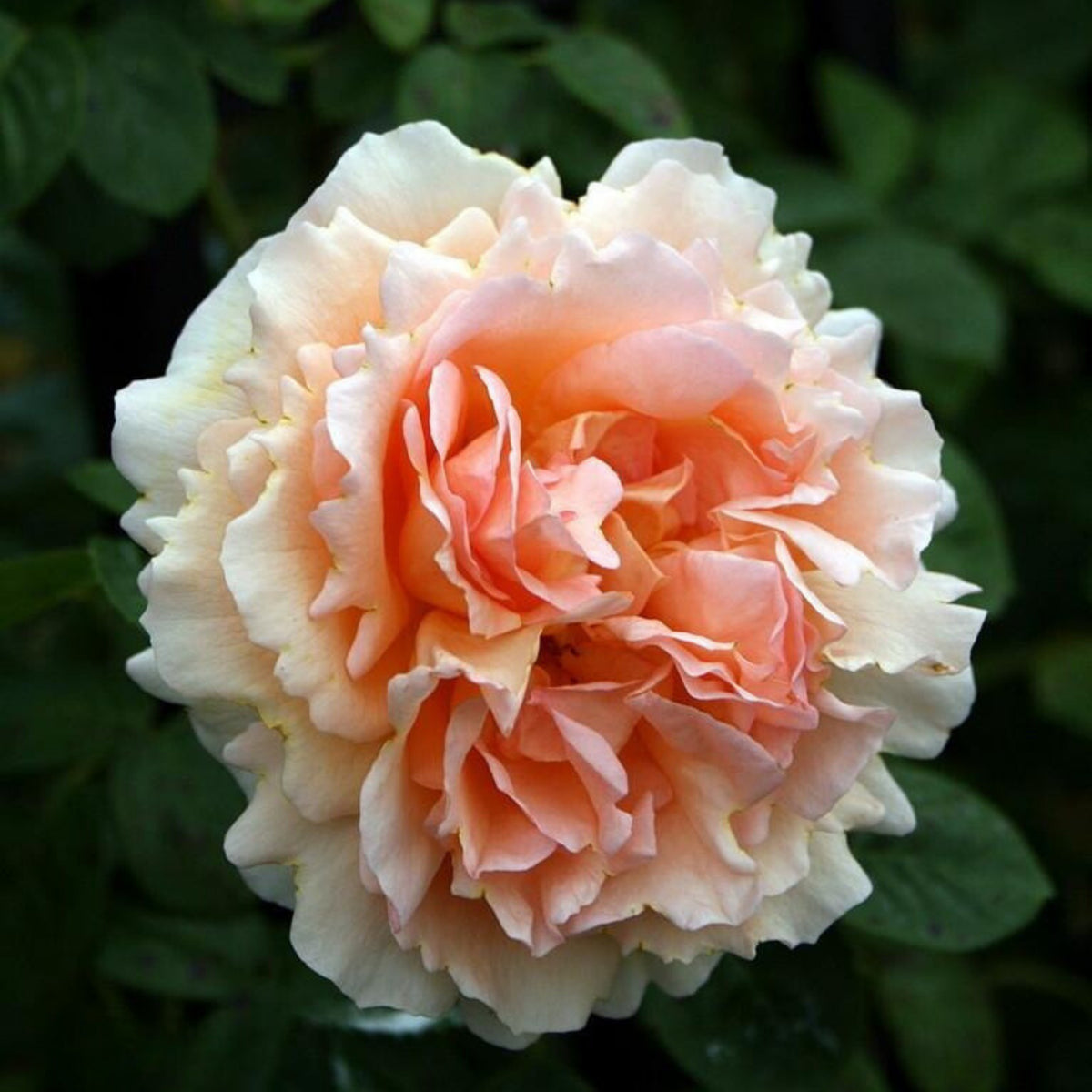 Polka Climbing Rose Seeds, 30 seeds