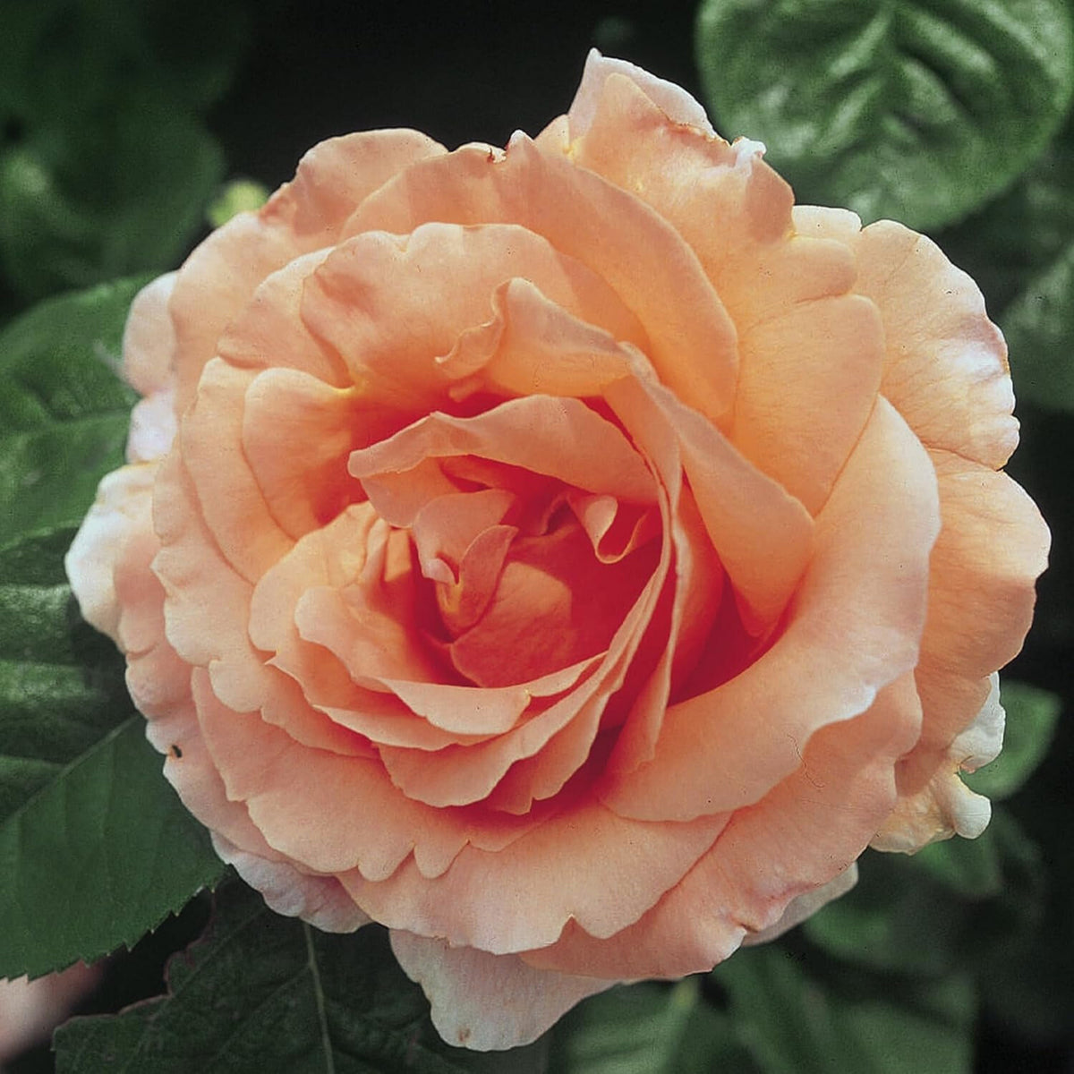 Polka Climbing Rose Seeds, 30 seeds