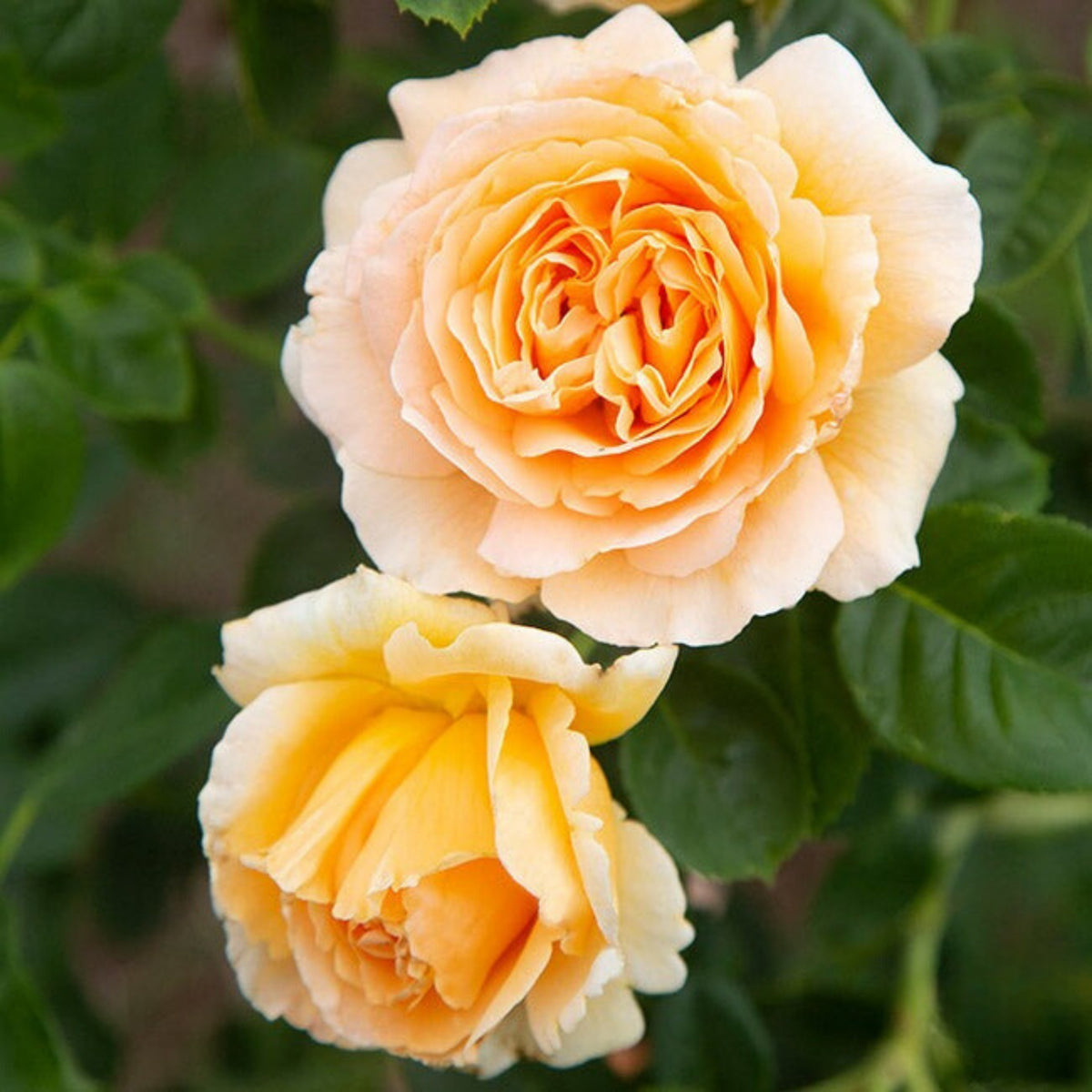 Polka Climbing Rose Seeds, 30 seeds
