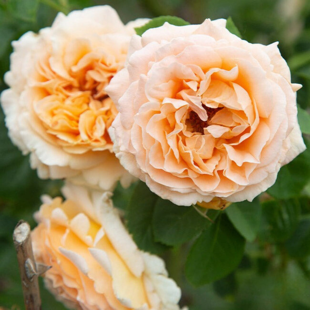 Polka Climbing Rose Seeds, 30 seeds
