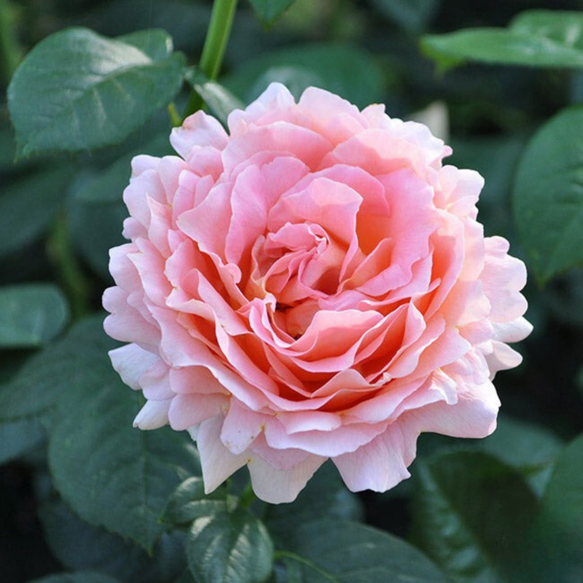 Polka Climbing Rose Seeds, 30 seeds