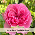 30 Rare Seeds| Leonardo Da Vinci Shrub Rose Seeds #1027