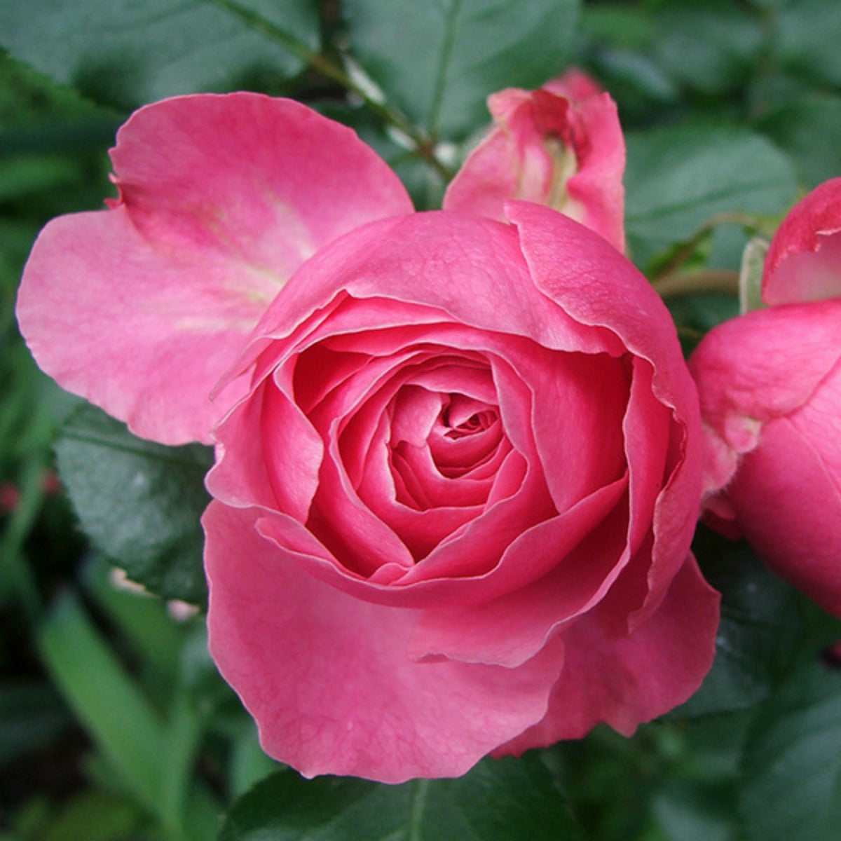 Leonardo Da Vinci Shrub Rose Seeds, 30 seeds