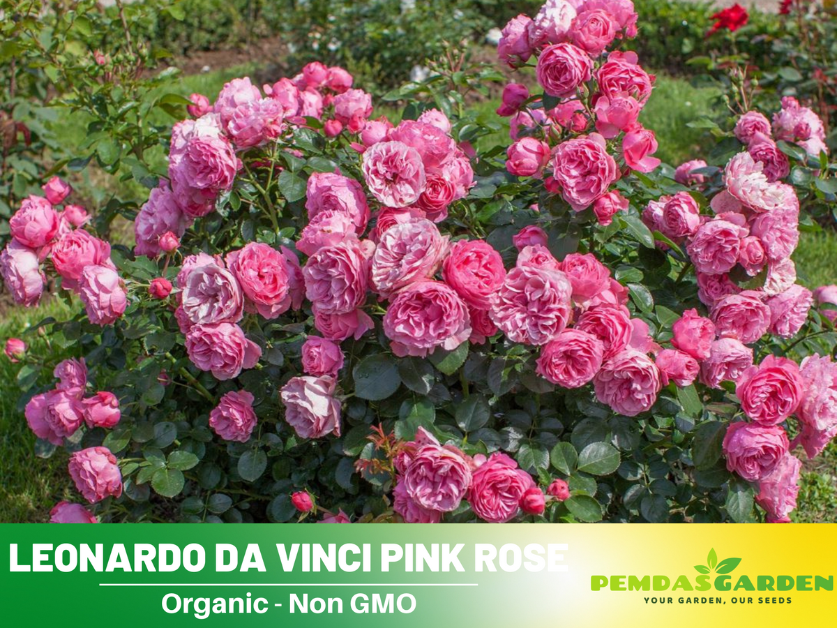 30 Rare Seeds| Leonardo Da Vinci Shrub Rose Seeds #1027