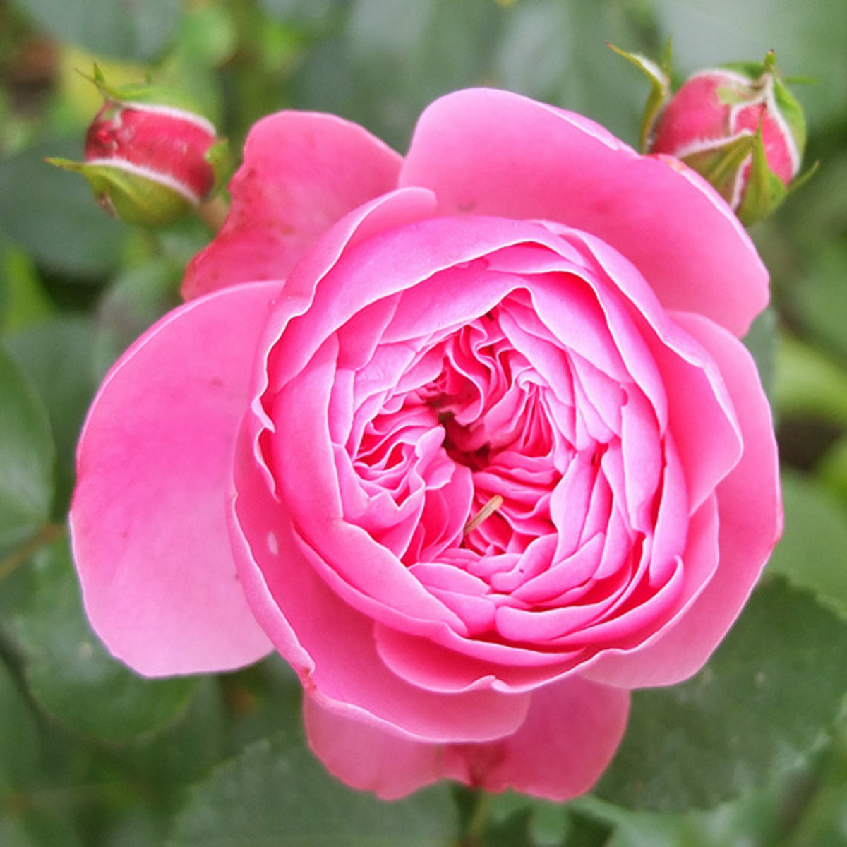 Leonardo Da Vinci Shrub Rose Seeds, 30 seeds