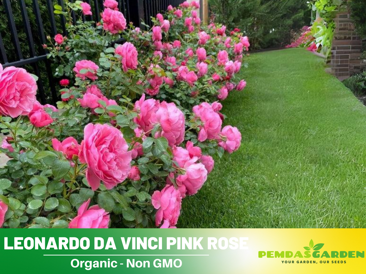 30 Rare Seeds| Leonardo Da Vinci Shrub Rose Seeds #1027