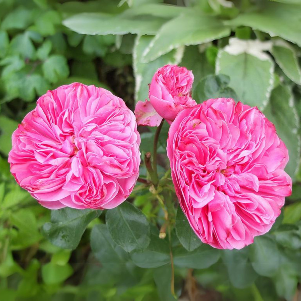 Leonardo Da Vinci Shrub Rose Seeds, 30 seeds