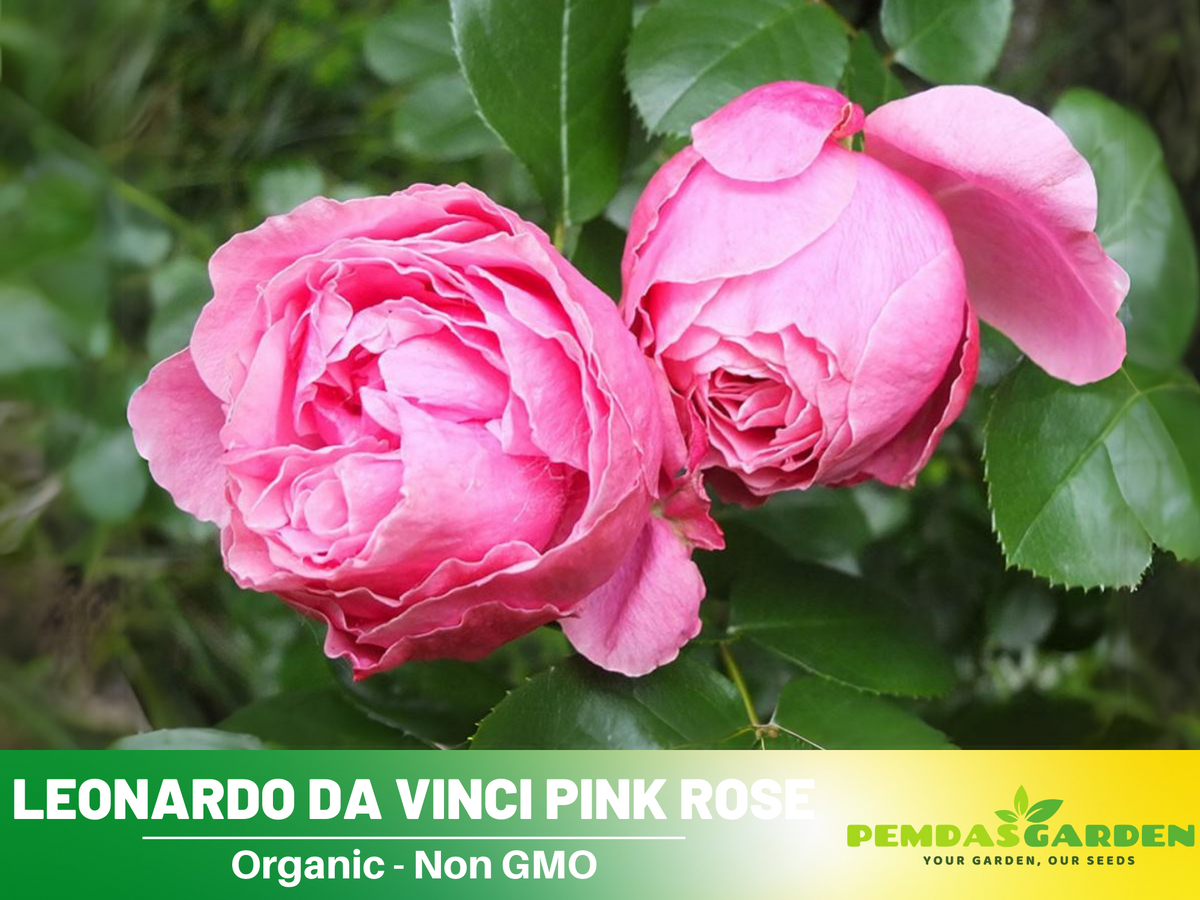 30 Rare Seeds| Leonardo Da Vinci Shrub Rose Seeds #1027