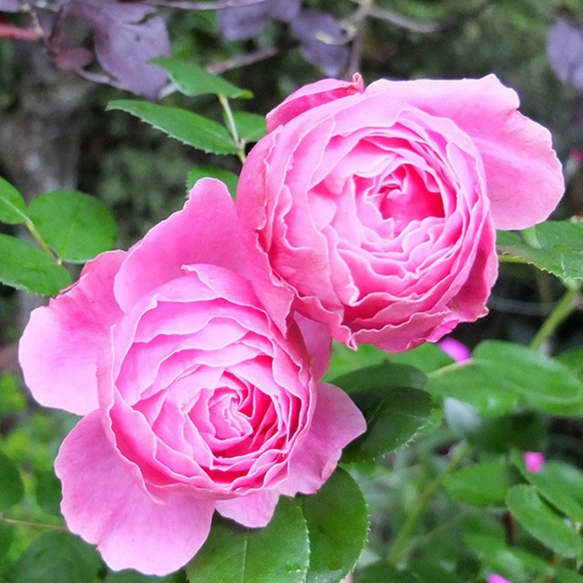 Leonardo Da Vinci Shrub Rose Seeds, 30 seeds