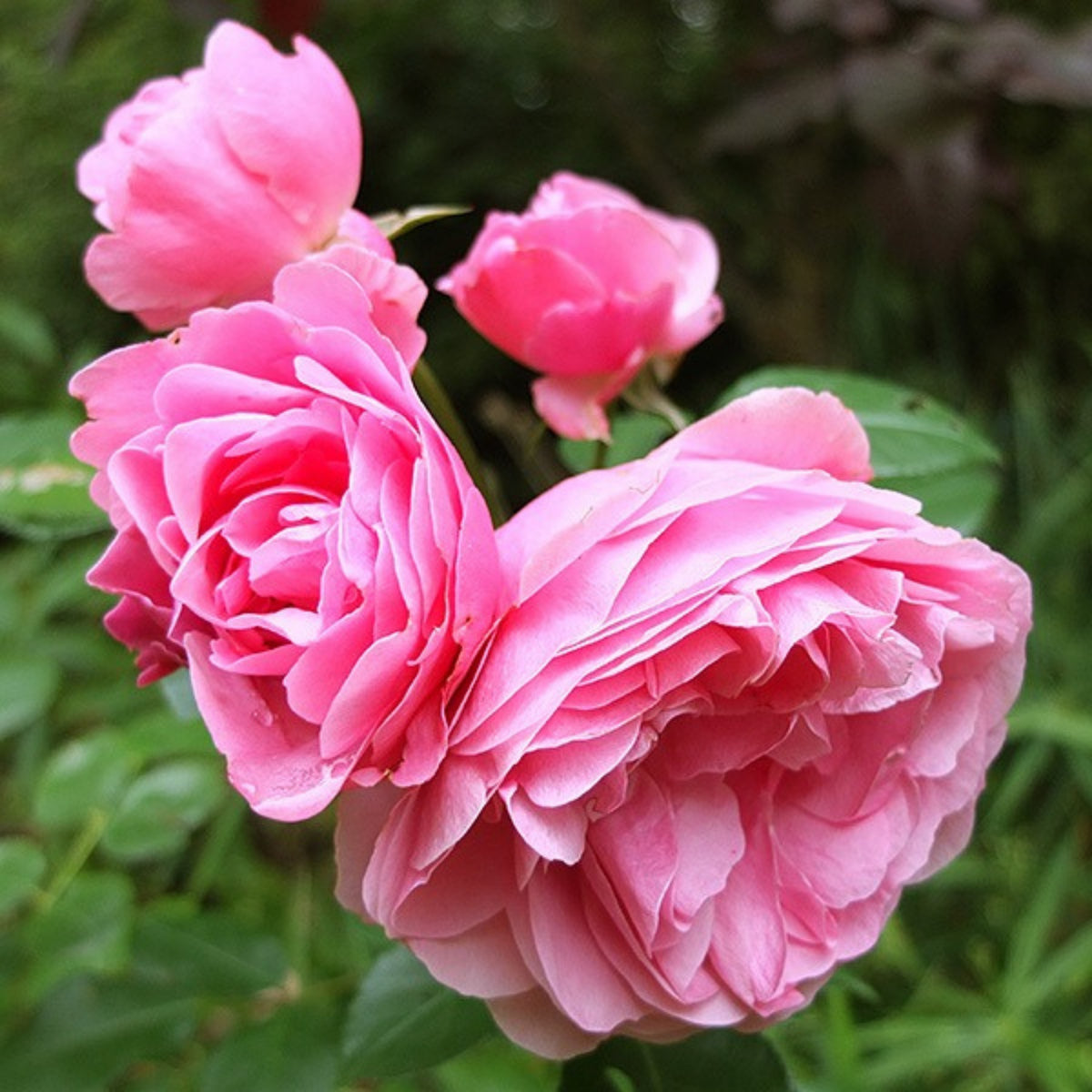 Leonardo Da Vinci Shrub Rose Seeds, 30 seeds