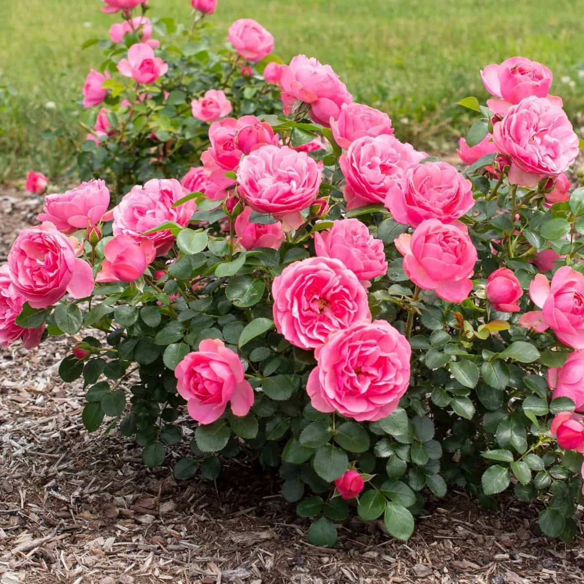 Leonardo Da Vinci Shrub Rose Seeds, 30 seeds