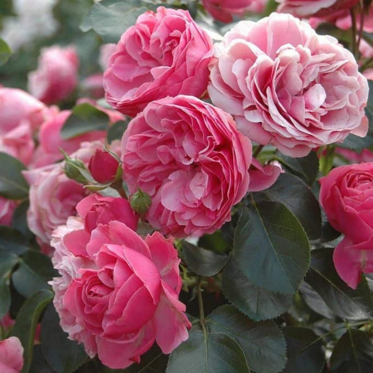 Leonardo Da Vinci Shrub Rose Seeds, 30 seeds