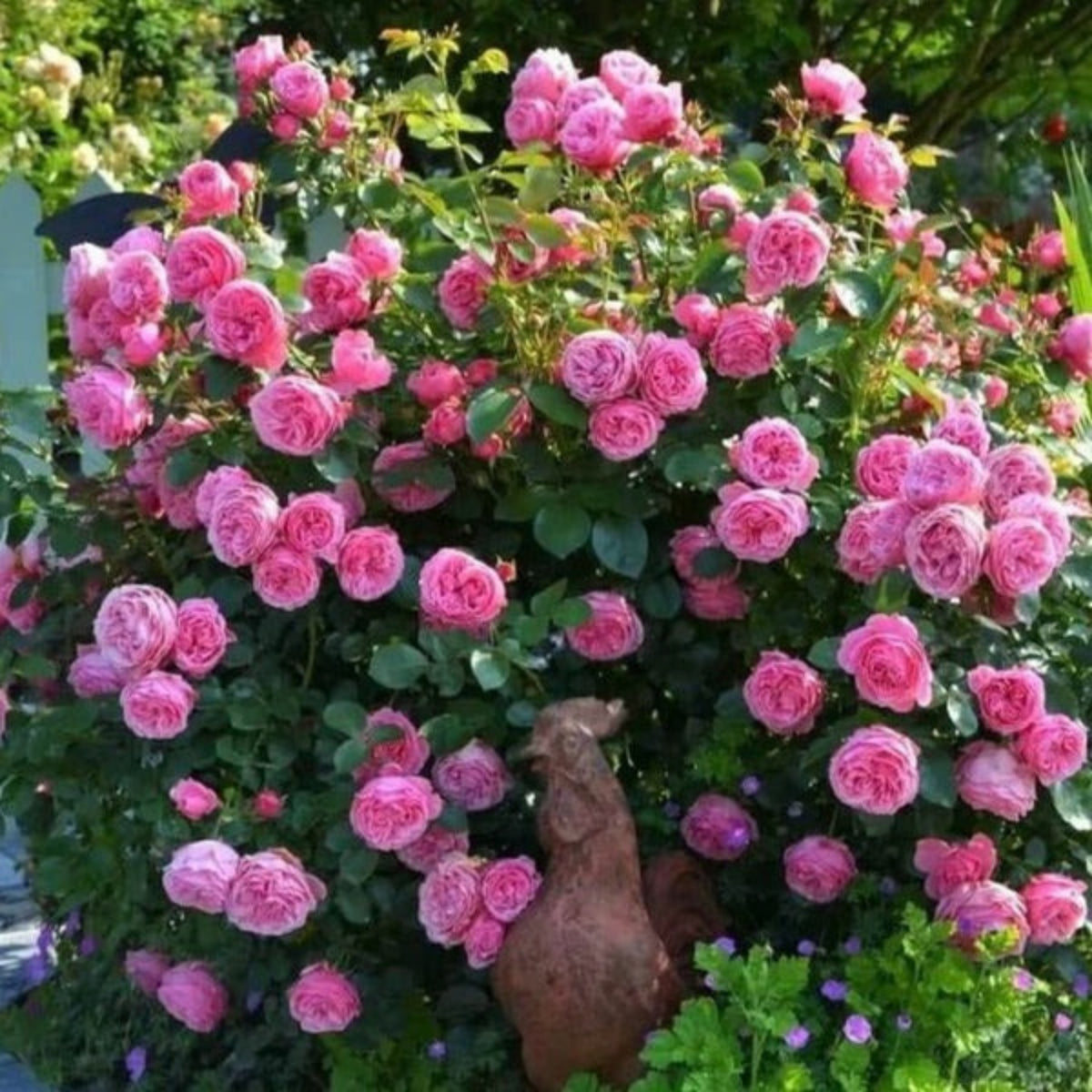 Leonardo Da Vinci Shrub Rose Seeds, 30 seeds