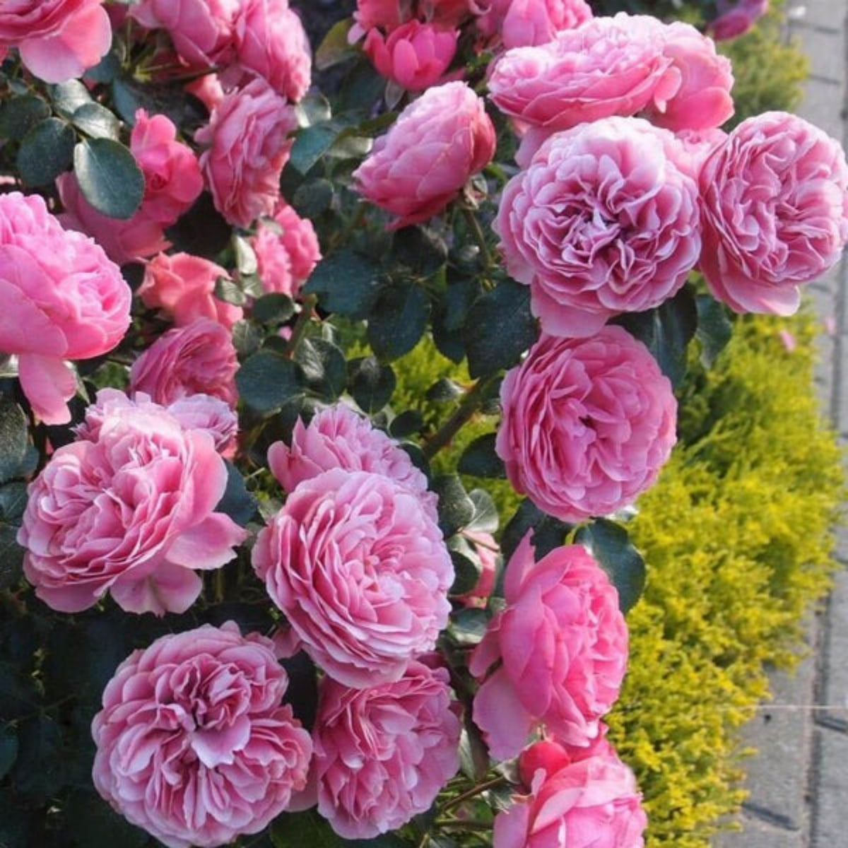 Leonardo Da Vinci Shrub Rose Seeds, 30 seeds
