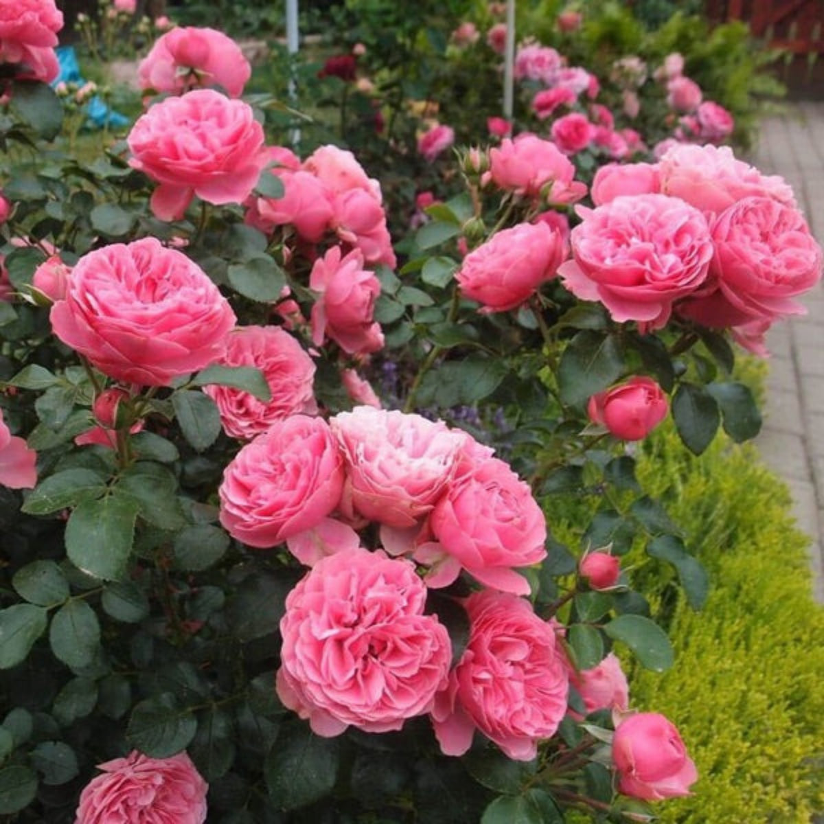 Leonardo Da Vinci Shrub Rose Seeds, 30 seeds