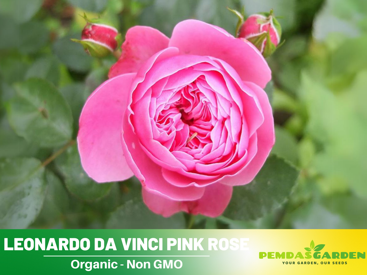 30 Rare Seeds| Leonardo Da Vinci Shrub Rose Seeds #1027