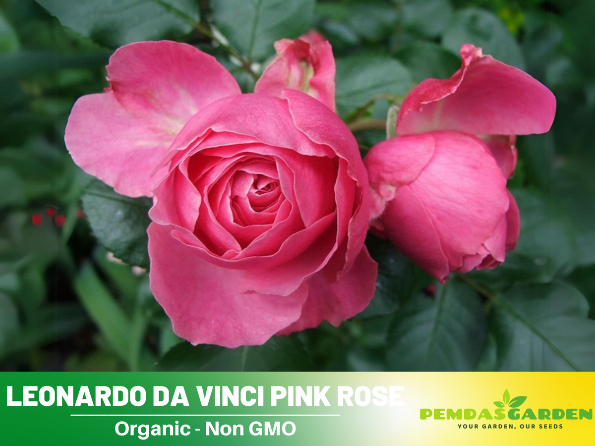 30 Rare Seeds| Leonardo Da Vinci Shrub Rose Seeds #1027