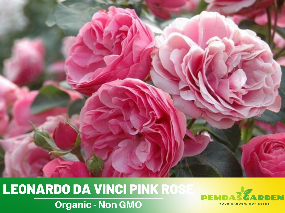 30 Rare Seeds| Leonardo Da Vinci Shrub Rose Seeds #1027