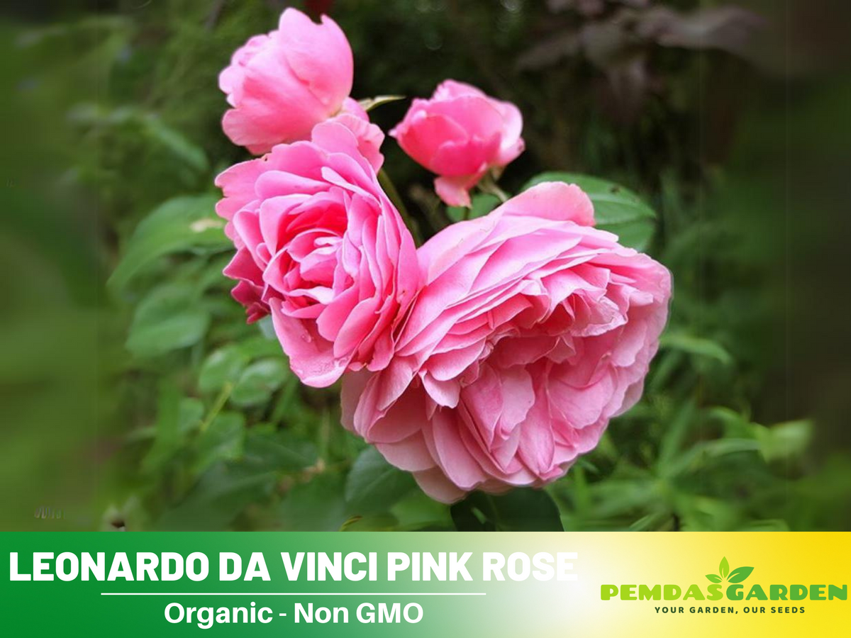 30 Rare Seeds| Leonardo Da Vinci Shrub Rose Seeds #1027