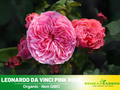 30 Rare Seeds| Leonardo Da Vinci Shrub Rose Seeds #1027