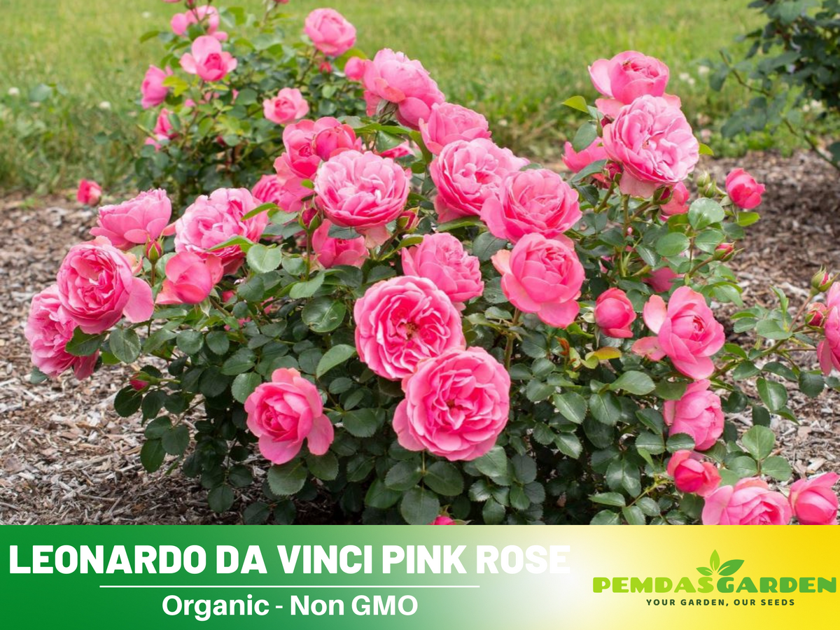 30 Rare Seeds| Leonardo Da Vinci Shrub Rose Seeds #1027