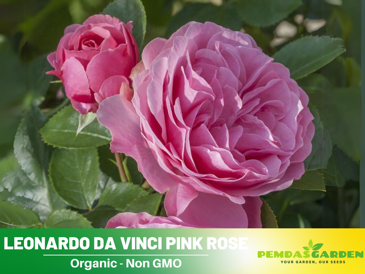 30 Rare Seeds| Leonardo Da Vinci Shrub Rose Seeds #1027