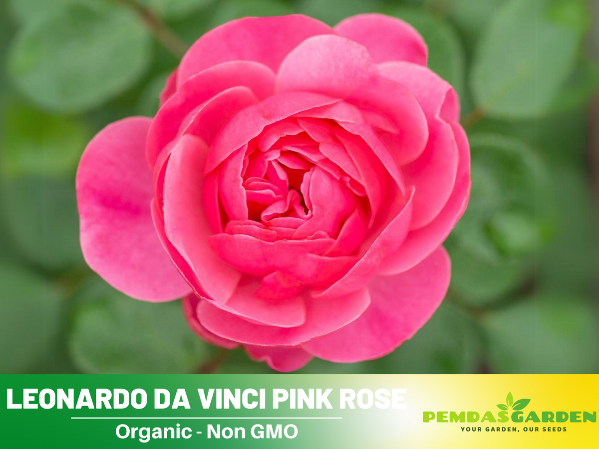 30 Rare Seeds| Leonardo Da Vinci Shrub Rose Seeds #1027