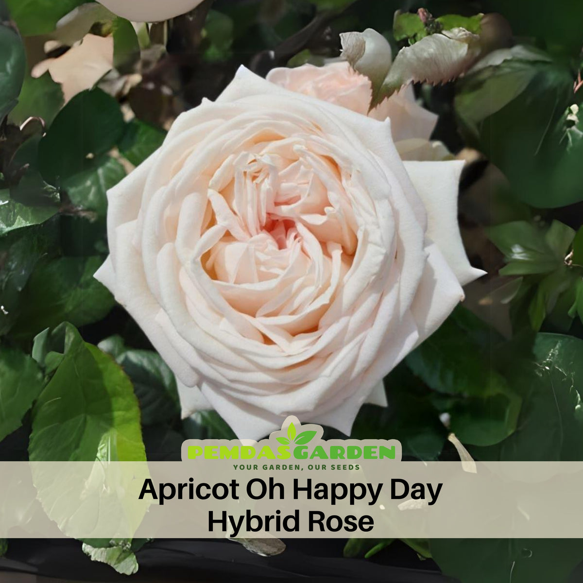 Apricot Oh Happy Day Hybrid Rose Seeds, 30 seeds