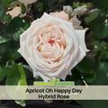 30 Rare Seeds|  Apricot Oh Happy Day Hybrid  Rose Seeds#1028