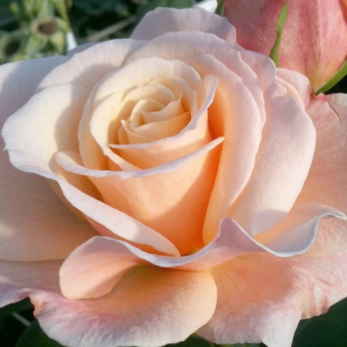 Apricot Oh Happy Day Hybrid Rose Seeds, 30 seeds